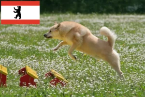 Read more about the article Hodowca buhundów norweskich i szczeniąt w Berlinie