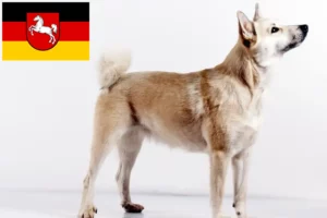 Read more about the article Hodowcy i szczenięta Buhund norweski w Dolna Saksonia