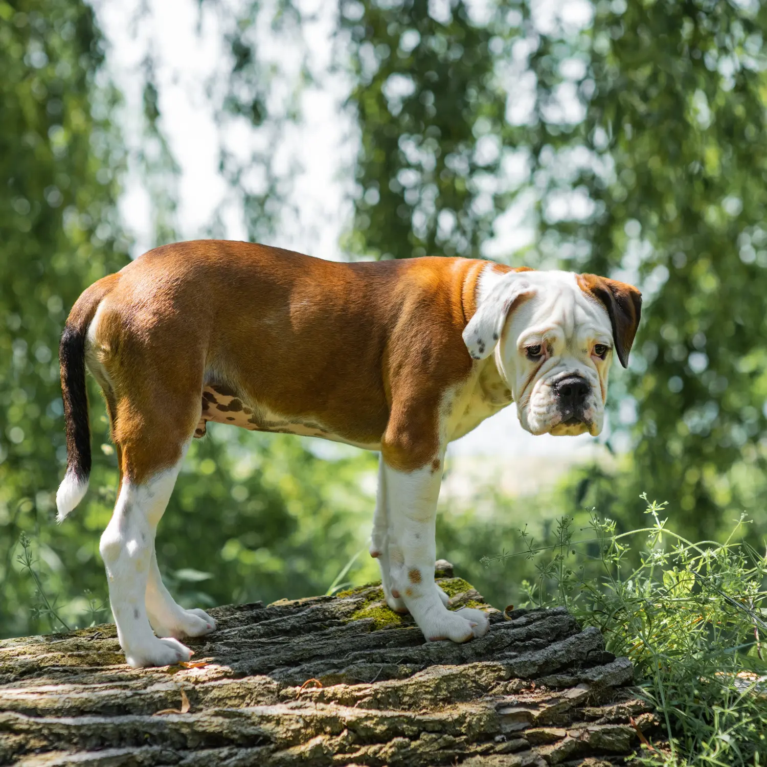 Zakup szczeniaka buldoga kontynentalnego oznacza wzięcie na siebie odpowiedzialności! Kup szczenięta buldoga kontynentalnego.
