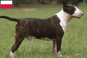 Read more about the article Hodowcy i szczenięta bull terrier w Polska