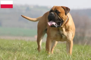 Read more about the article Hodowcy i szczenięta bullmastiff w Polska