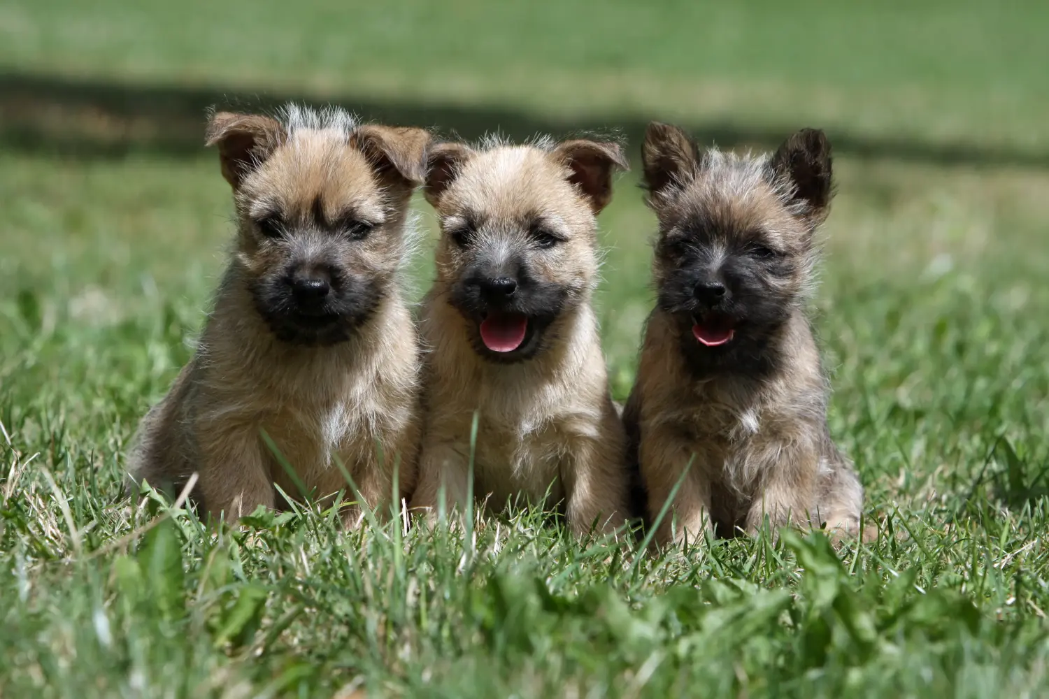 Kupno szczeniaka Cairn Terriera oznacza wzięcie na siebie odpowiedzialności! Kup szczenięta Cairn Terrier.