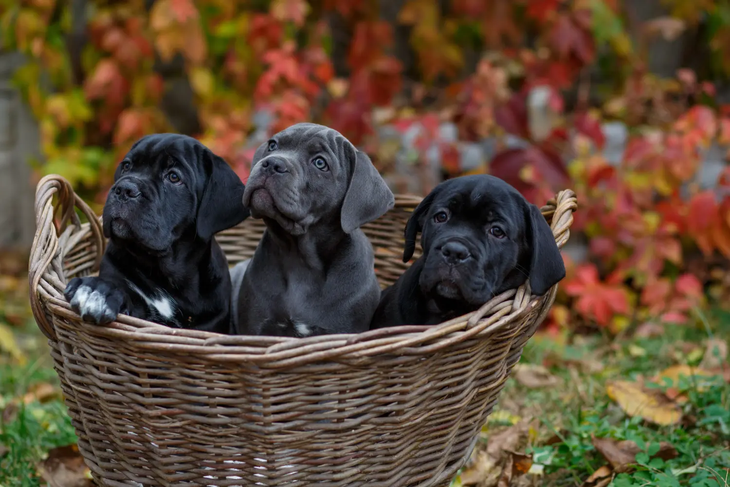 Kupno szczeniaka Cane Corso Italiano oznacza wzięcie na siebie odpowiedzialności! Kup szczenięta Cane Corso Italiano.