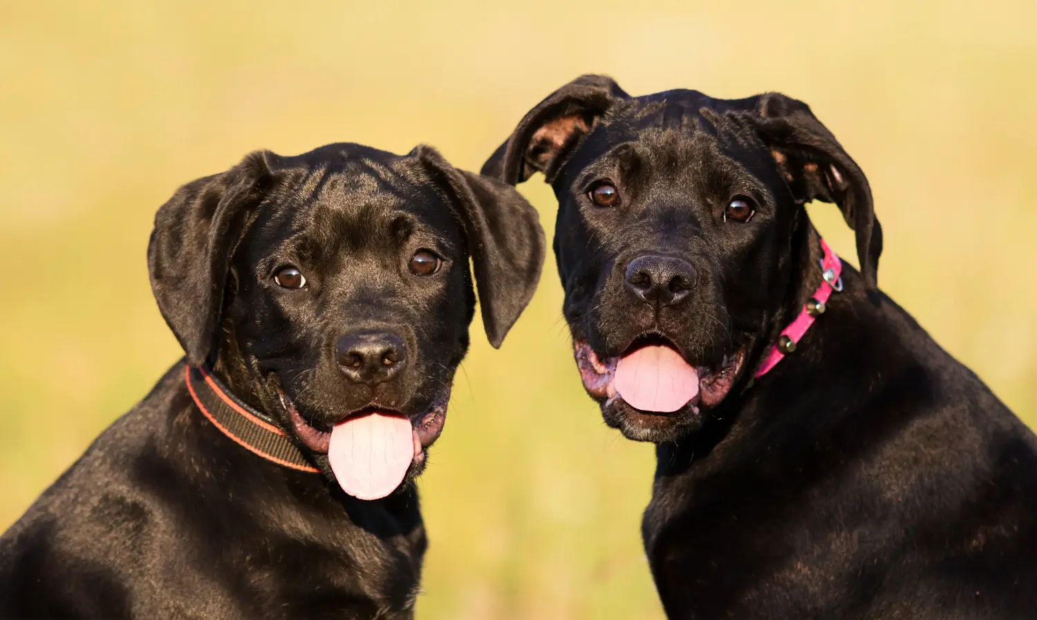 Kupno szczeniaka Cane Corso Italiano oznacza wzięcie na siebie odpowiedzialności! Kup szczenięta Cane Corso Italiano.