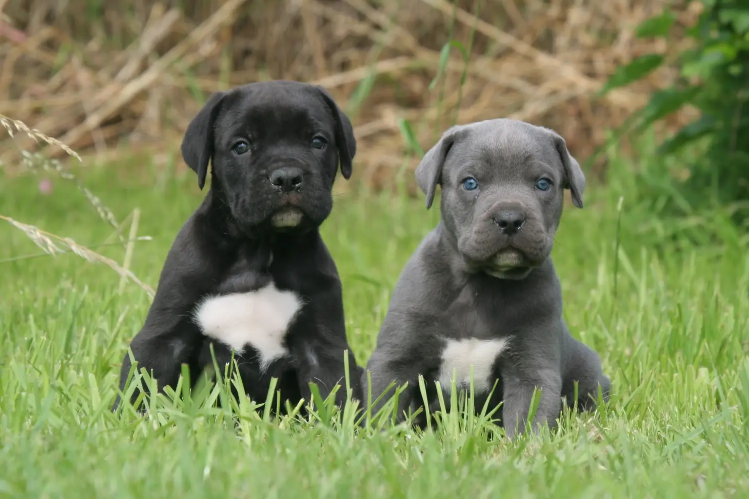 Kupno szczeniaka Cane Corso Italiano oznacza wzięcie na siebie odpowiedzialności! Kup szczenięta Cane Corso Italiano.