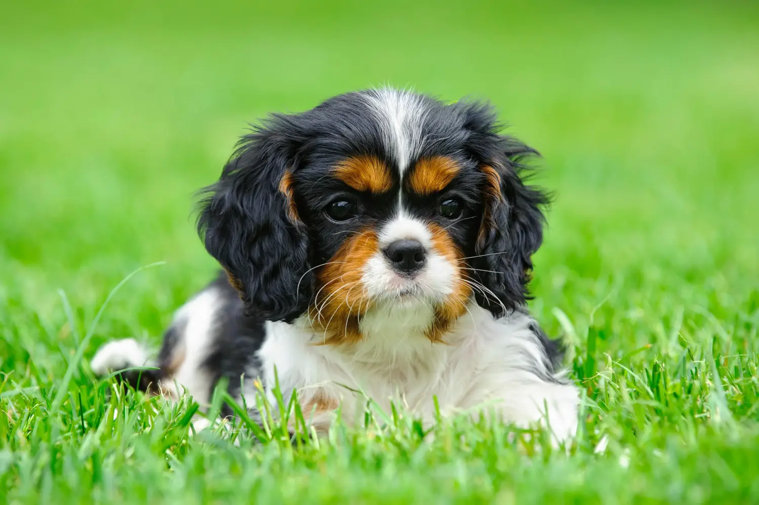 Zakup szczeniaka rasy Cavalier King Charles Spaniel oznacza wzięcie na siebie odpowiedzialności! Kup szczenięta rasy Cavalier King Charles Spaniel.