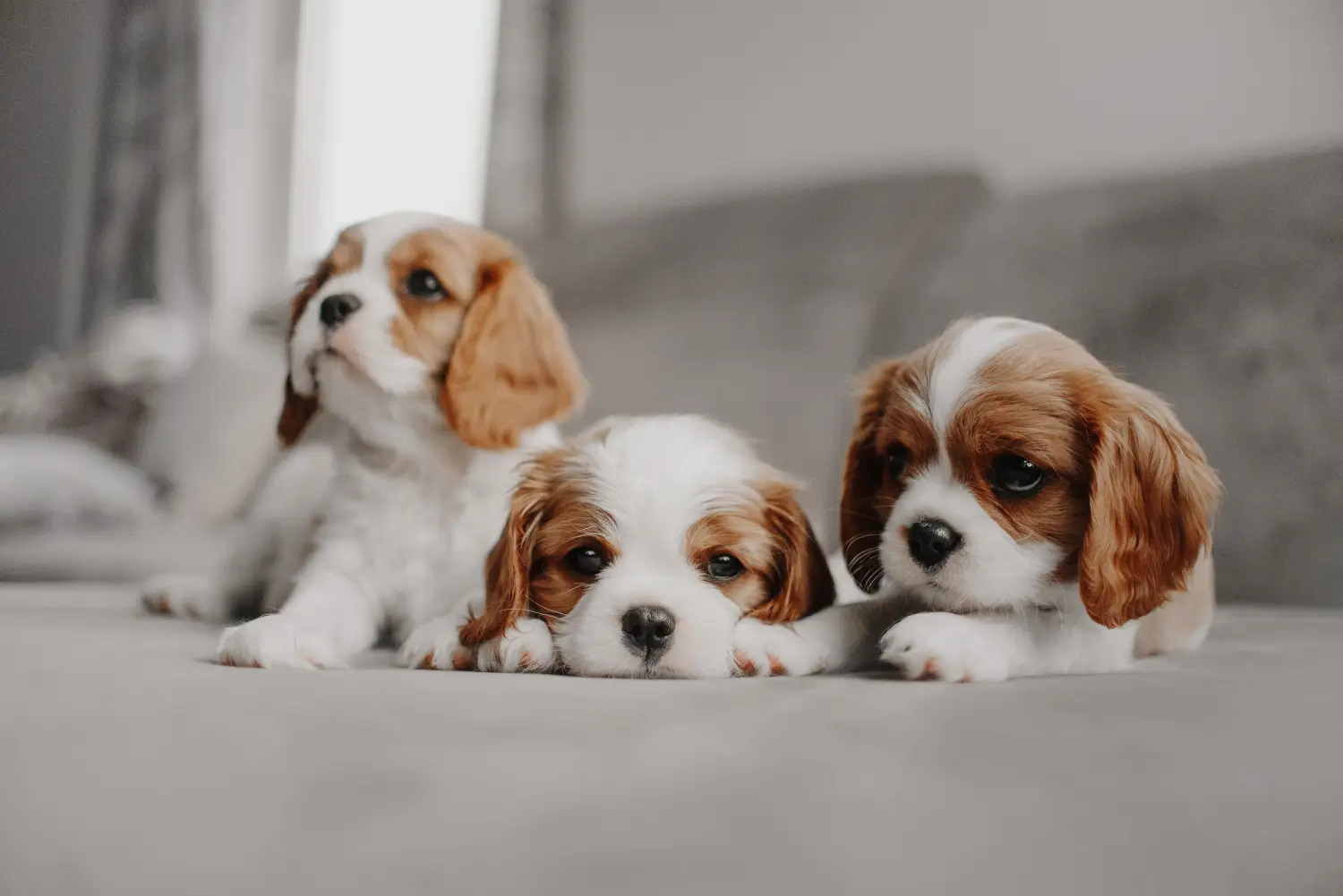 Zakup szczeniaka rasy Cavalier King Charles Spaniel oznacza wzięcie na siebie odpowiedzialności! Kup szczenięta rasy Cavalier King Charles Spaniel.