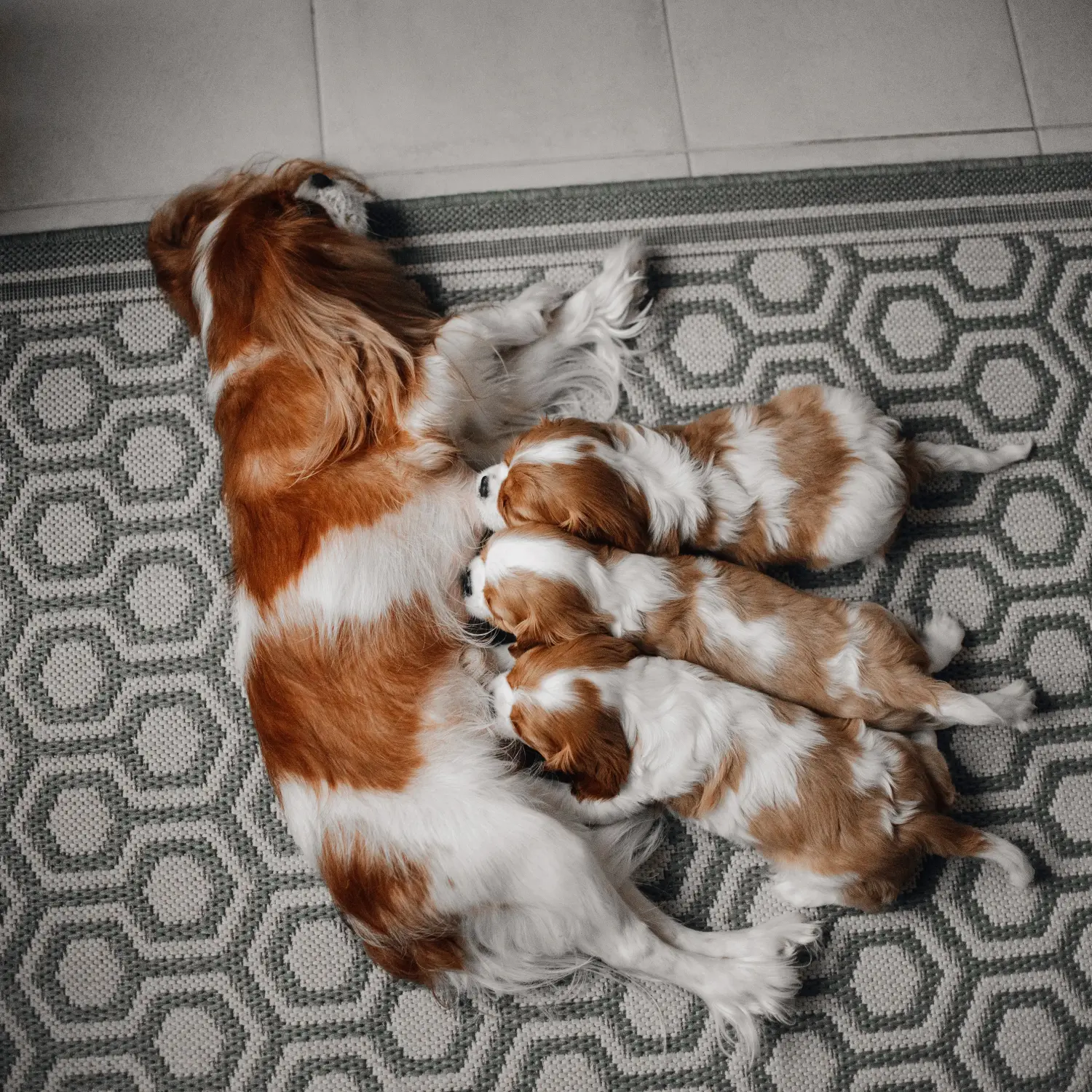 Zakup szczeniaka rasy Cavalier King Charles Spaniel oznacza wzięcie na siebie odpowiedzialności! Kup szczenięta rasy Cavalier King Charles Spaniel.