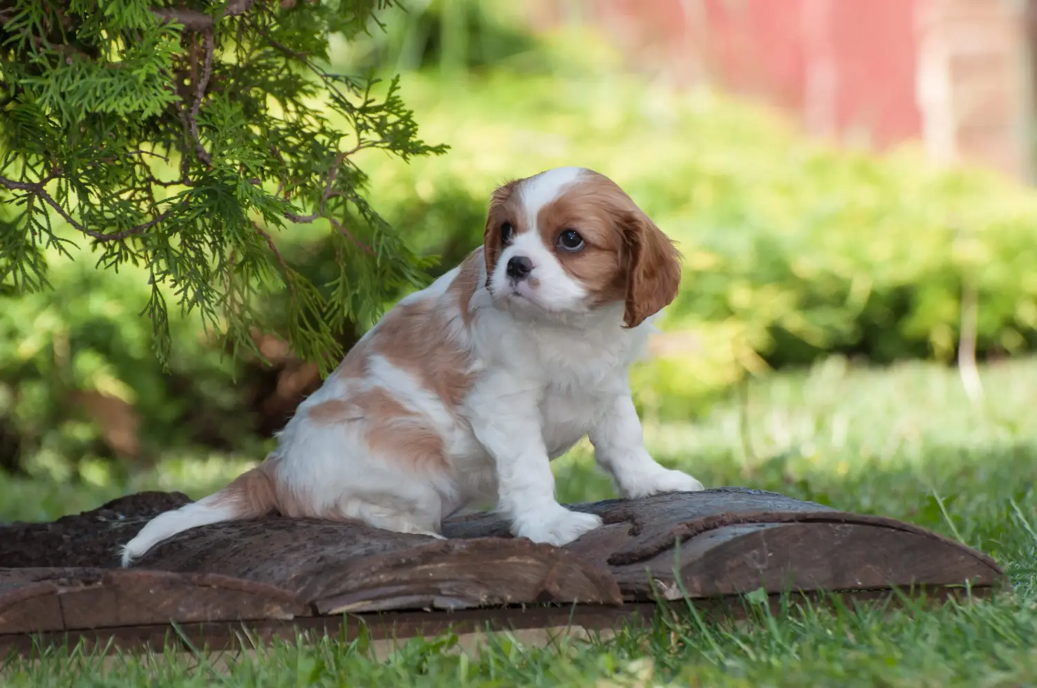 Zakup szczeniaka rasy Cavalier King Charles Spaniel oznacza wzięcie na siebie odpowiedzialności! Kup szczenięta rasy Cavalier King Charles Spaniel.