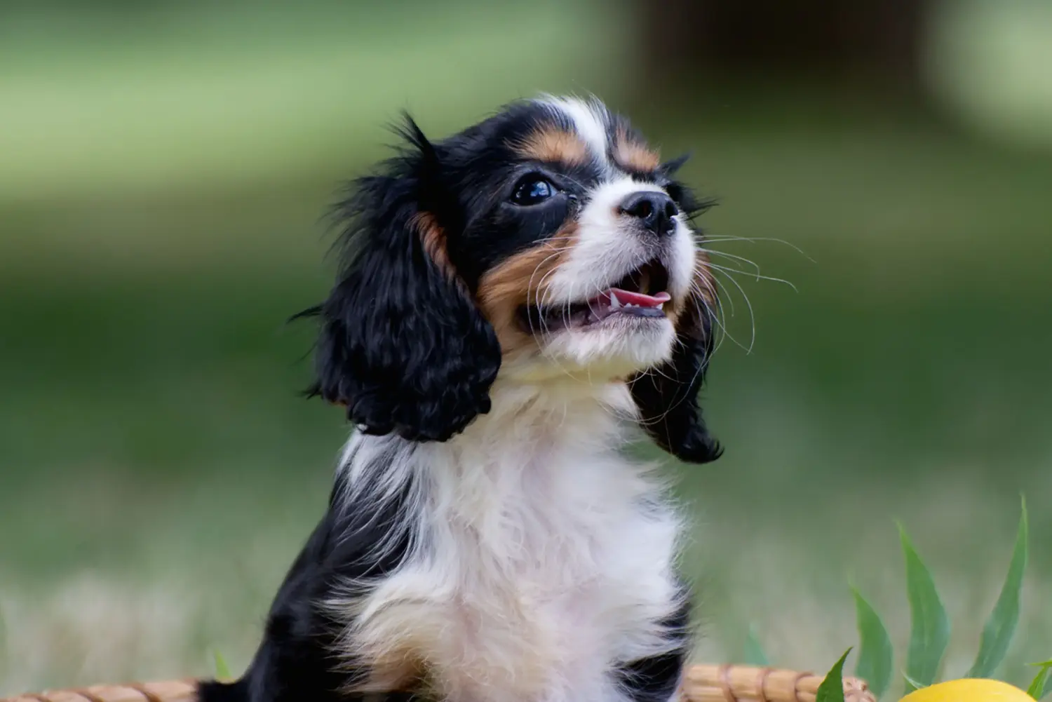 Zakup szczeniaka rasy Cavalier King Charles Spaniel oznacza wzięcie na siebie odpowiedzialności! Kup szczenięta rasy Cavalier King Charles Spaniel.