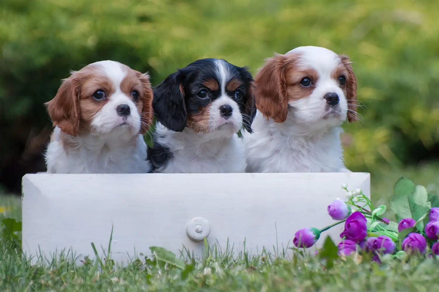 Zakup szczeniaka rasy Cavalier King Charles Spaniel oznacza wzięcie na siebie odpowiedzialności! Kup szczenięta rasy Cavalier King Charles Spaniel.