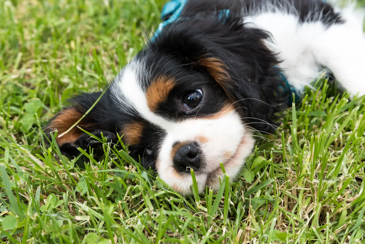 Zakup szczeniaka rasy Cavalier King Charles Spaniel oznacza wzięcie na siebie odpowiedzialności! Kup szczenięta rasy Cavalier King Charles Spaniel.
