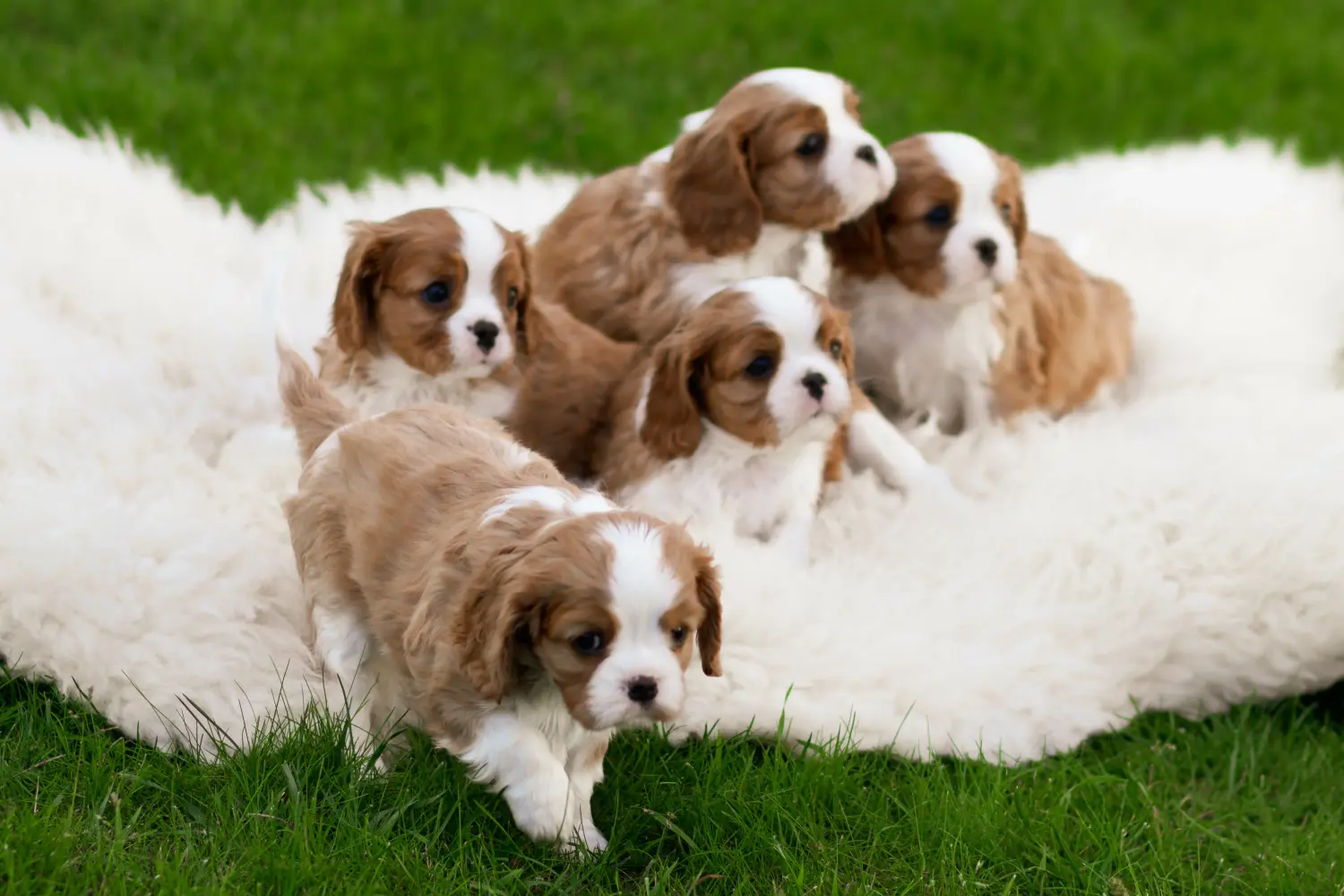 Zakup szczeniaka rasy Cavalier King Charles Spaniel oznacza wzięcie na siebie odpowiedzialności! Kup szczenięta rasy Cavalier King Charles Spaniel.