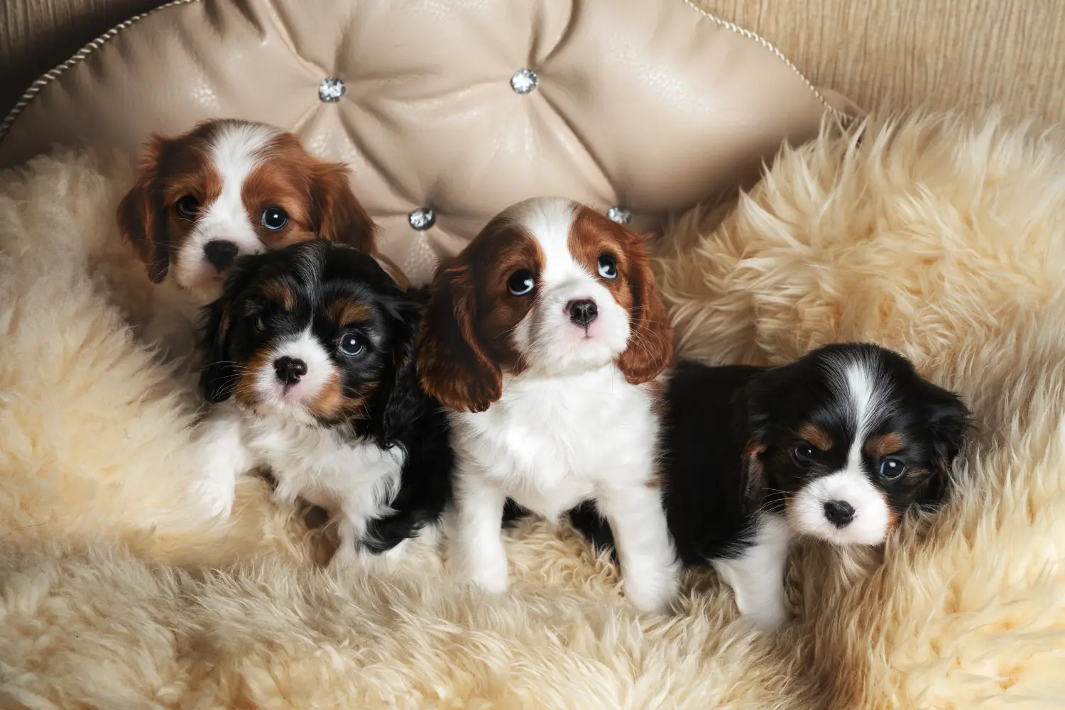 Zakup szczeniaka rasy Cavalier King Charles Spaniel oznacza wzięcie na siebie odpowiedzialności! Kup szczenięta rasy Cavalier King Charles Spaniel.