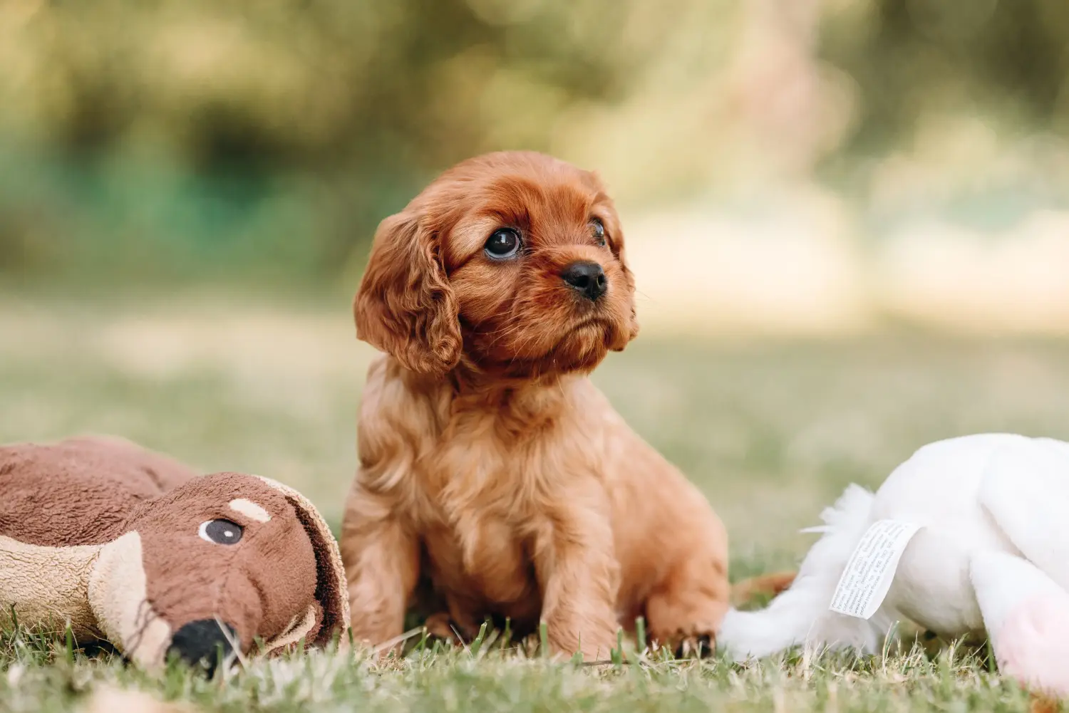 Zakup szczeniaka rasy Cavalier King Charles Spaniel oznacza wzięcie na siebie odpowiedzialności! Kup szczenięta rasy Cavalier King Charles Spaniel.
