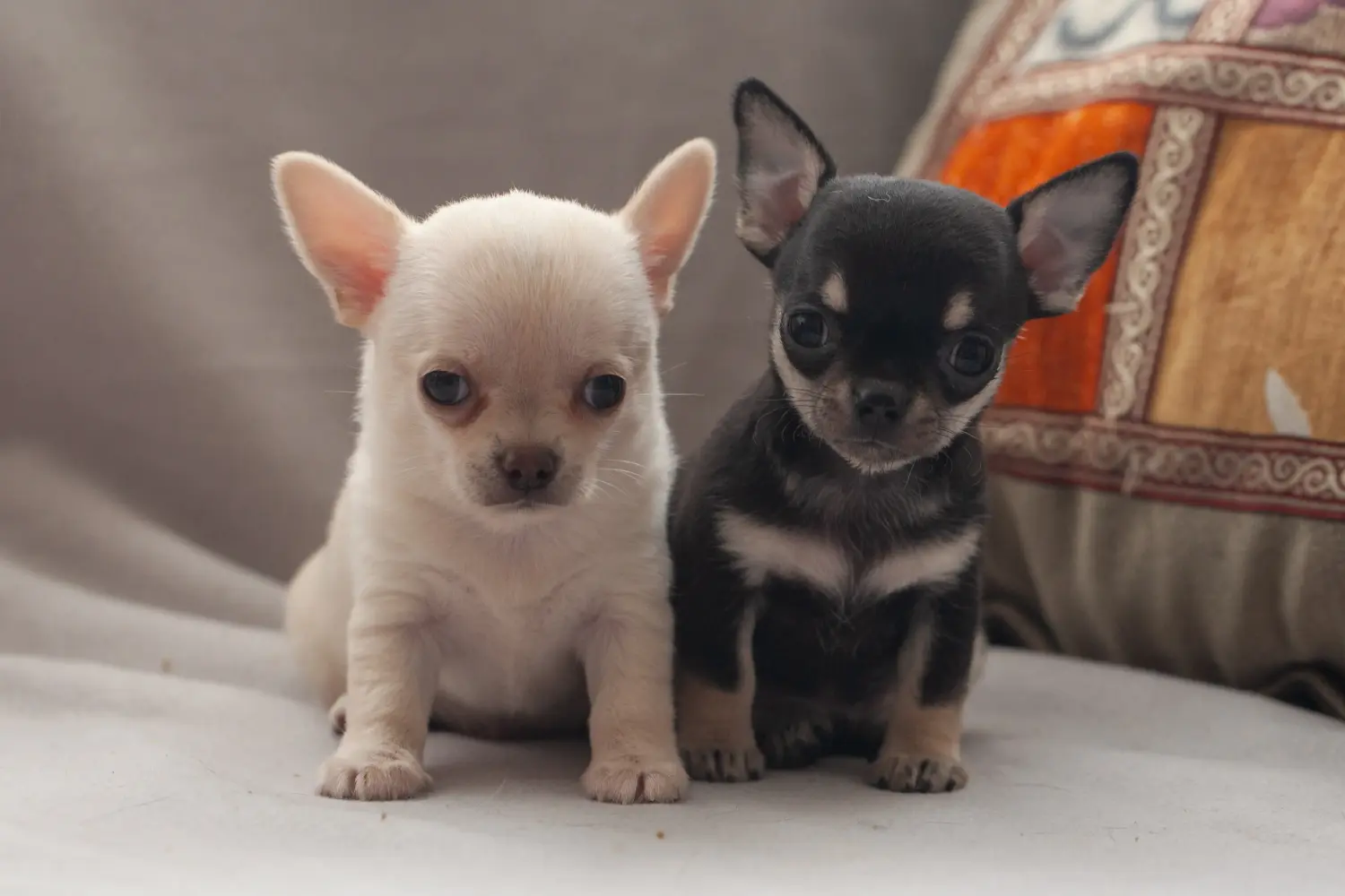 Kupno szczeniaka chihuahua oznacza wzięcie na siebie odpowiedzialności! Kup szczenięta chihuahua.