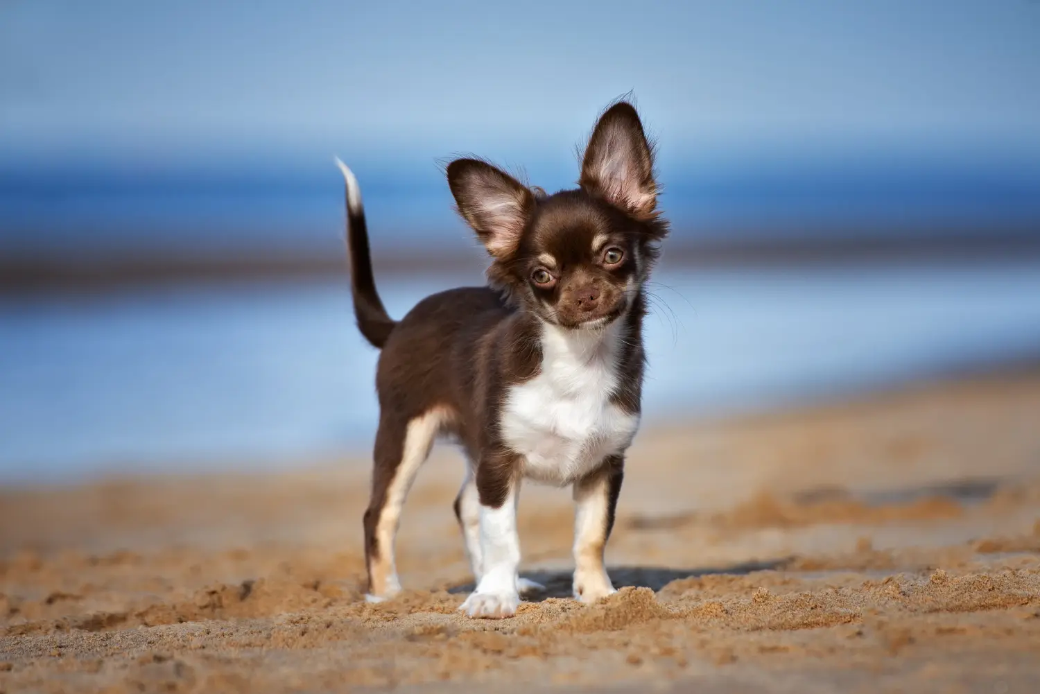 Kupno szczeniaka chihuahua oznacza wzięcie na siebie odpowiedzialności! Kup szczenięta chihuahua.
