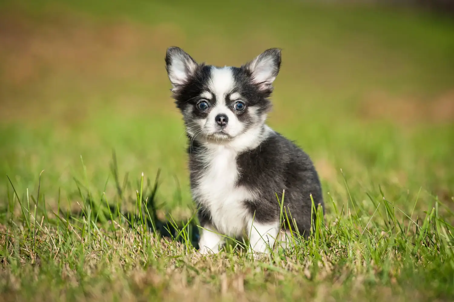 Kupno szczeniaka chihuahua oznacza wzięcie na siebie odpowiedzialności! Kup szczenięta chihuahua.