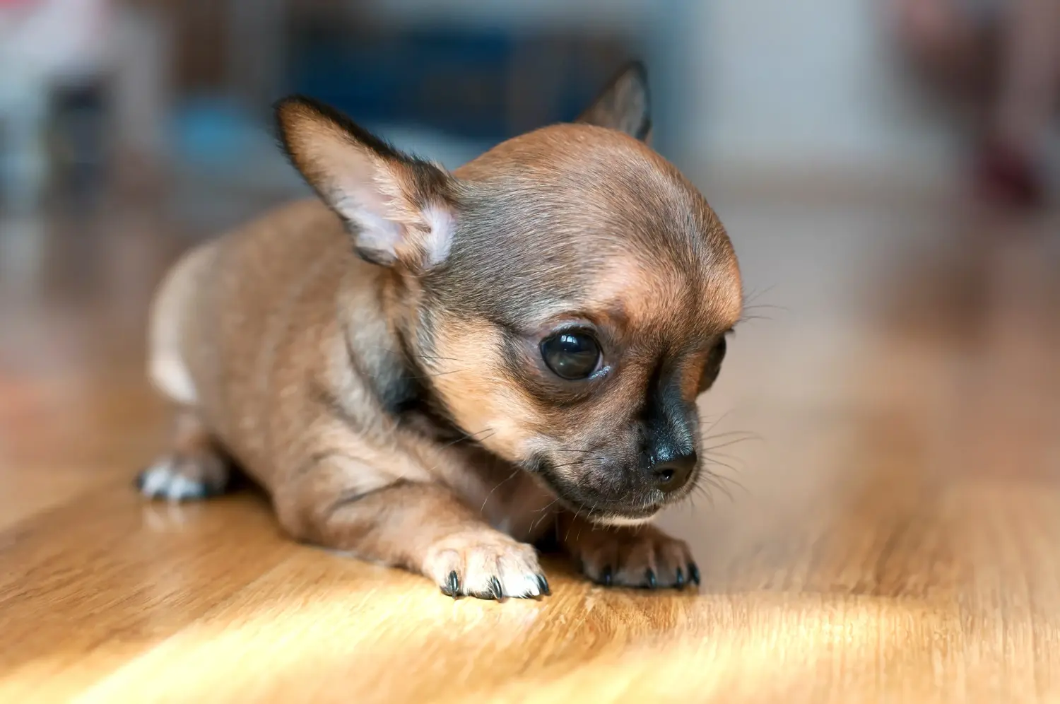 Kupno szczeniaka chihuahua oznacza wzięcie na siebie odpowiedzialności! Kup szczenięta chihuahua.