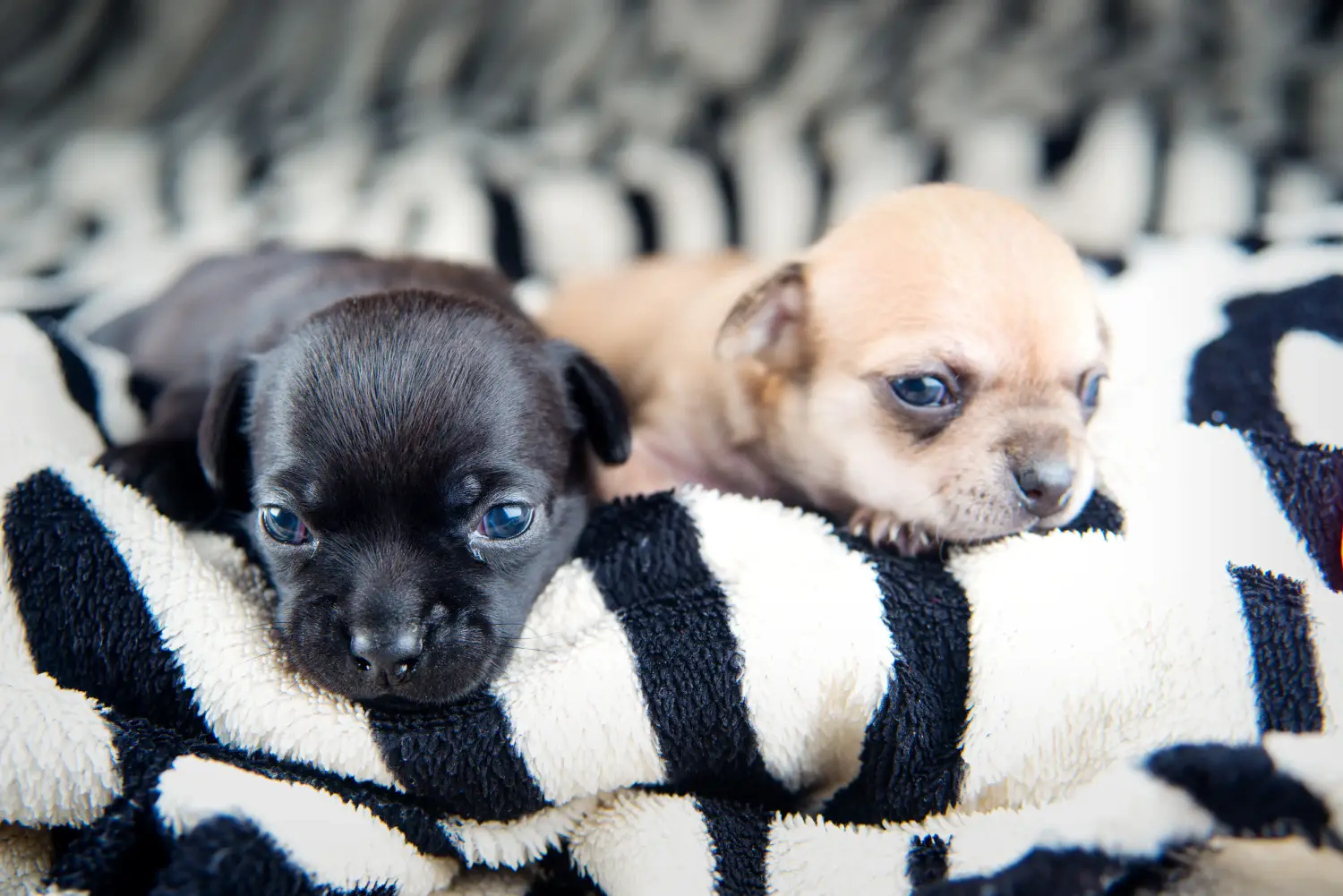 Kupno szczeniaka chihuahua oznacza wzięcie na siebie odpowiedzialności! Kup szczenięta chihuahua.