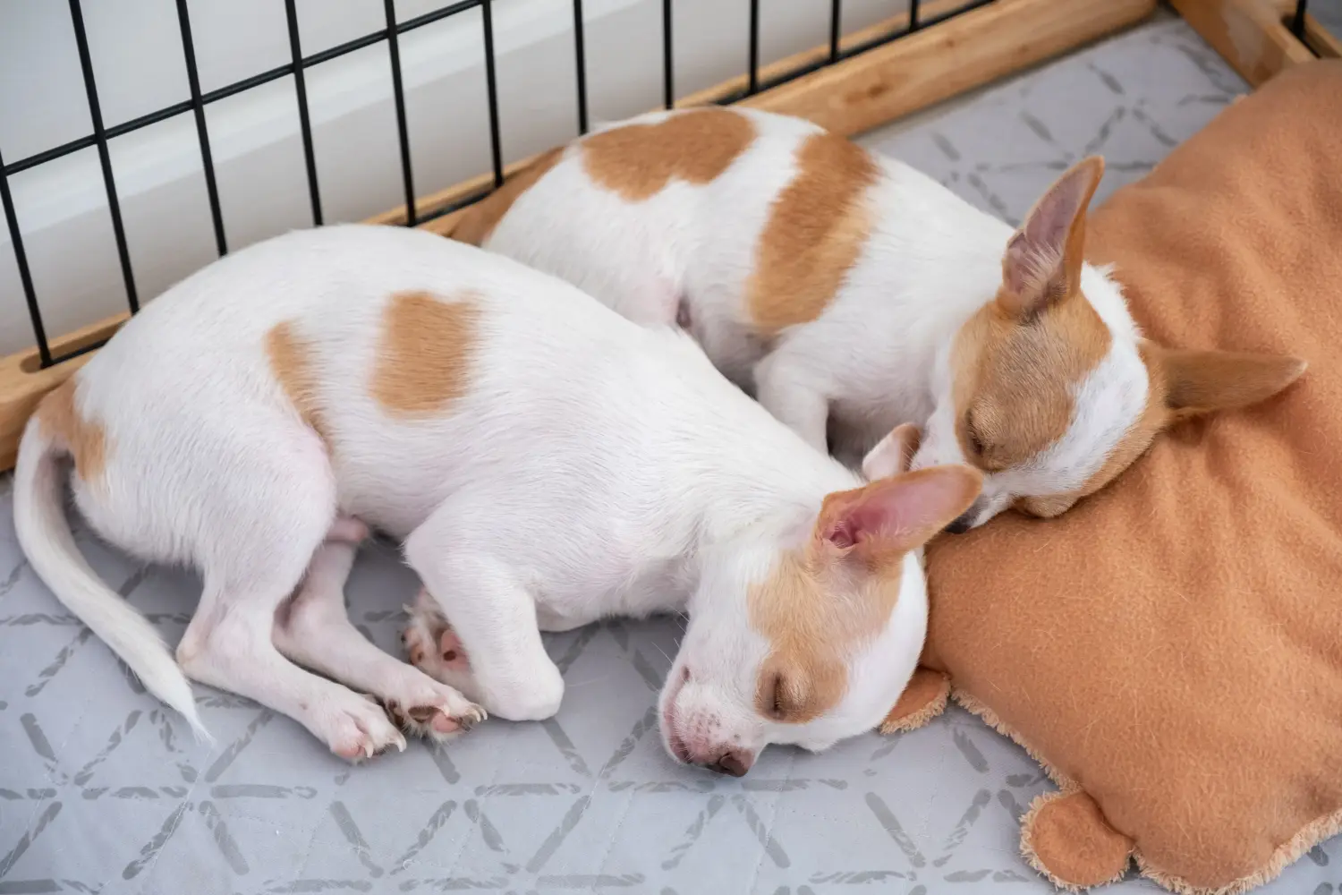 Kupno szczeniaka chihuahua oznacza wzięcie na siebie odpowiedzialności! Kup szczenięta chihuahua.