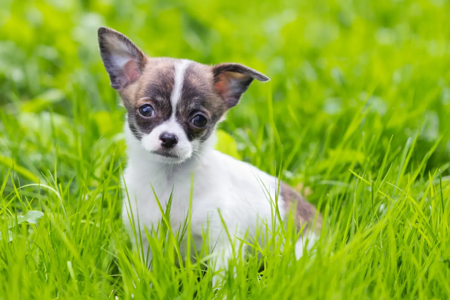 Kupno szczeniaka chihuahua oznacza wzięcie na siebie odpowiedzialności! Kup szczenięta chihuahua.