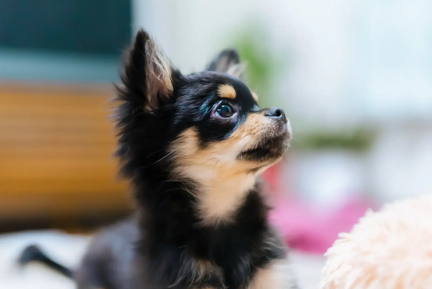 Kupno szczeniaka chihuahua oznacza wzięcie na siebie odpowiedzialności! Kup szczenięta chihuahua.