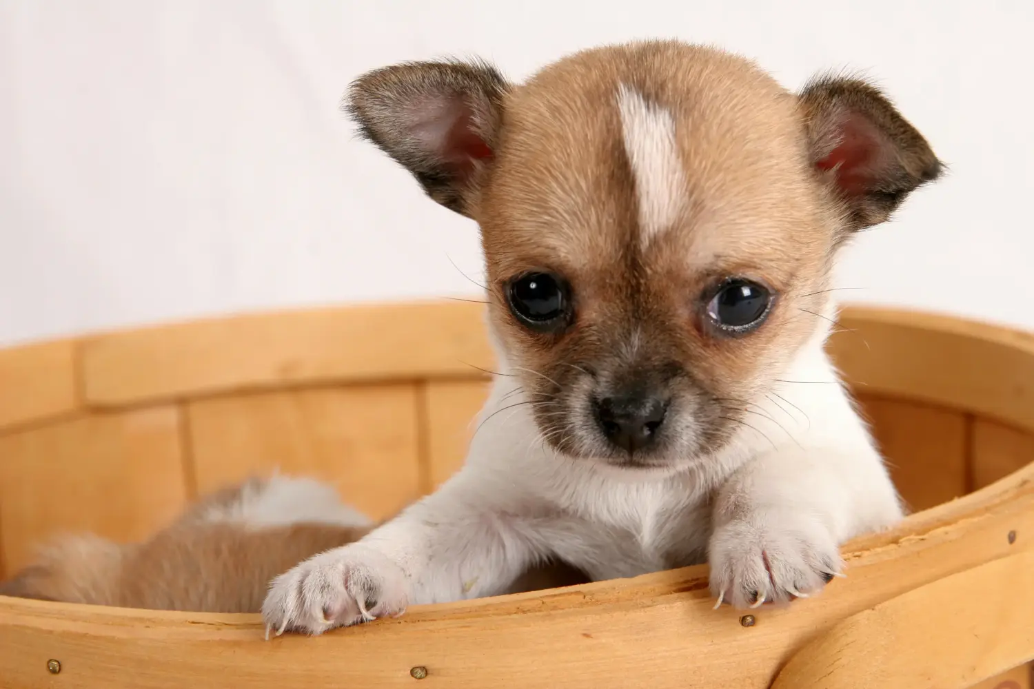 Kupno szczeniaka chihuahua oznacza wzięcie na siebie odpowiedzialności! Kup szczenięta chihuahua.