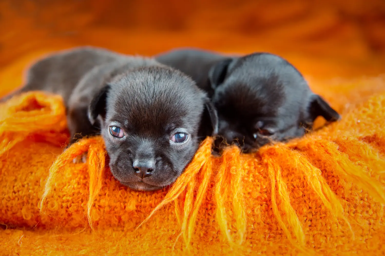 Kupno szczeniaka chihuahua oznacza wzięcie na siebie odpowiedzialności! Kup szczenięta chihuahua.