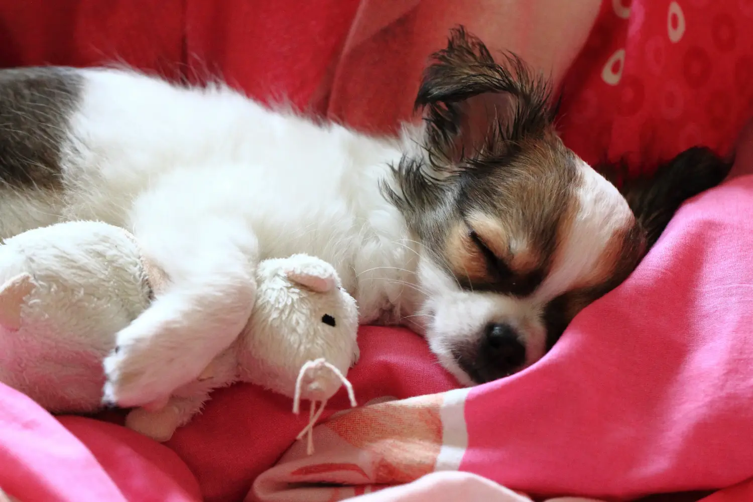Kupno szczeniaka chihuahua oznacza wzięcie na siebie odpowiedzialności! Kup szczenięta chihuahua.