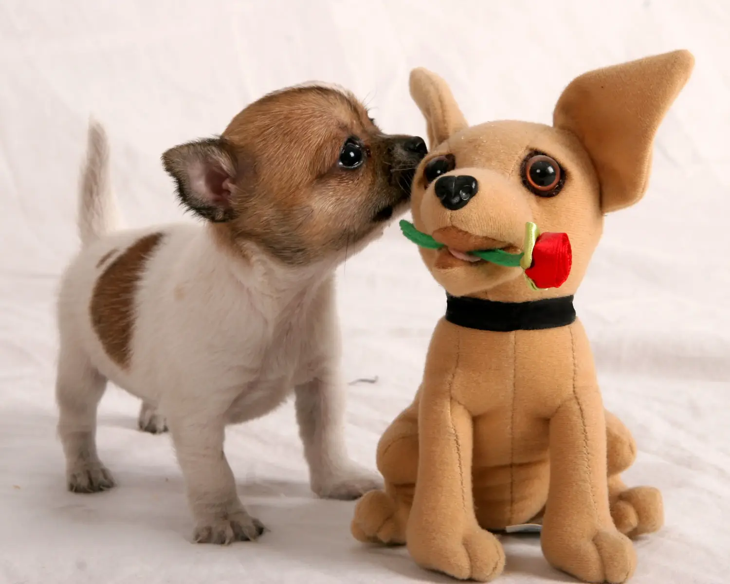 Kupno szczeniaka chihuahua oznacza wzięcie na siebie odpowiedzialności! Kup szczenięta chihuahua.