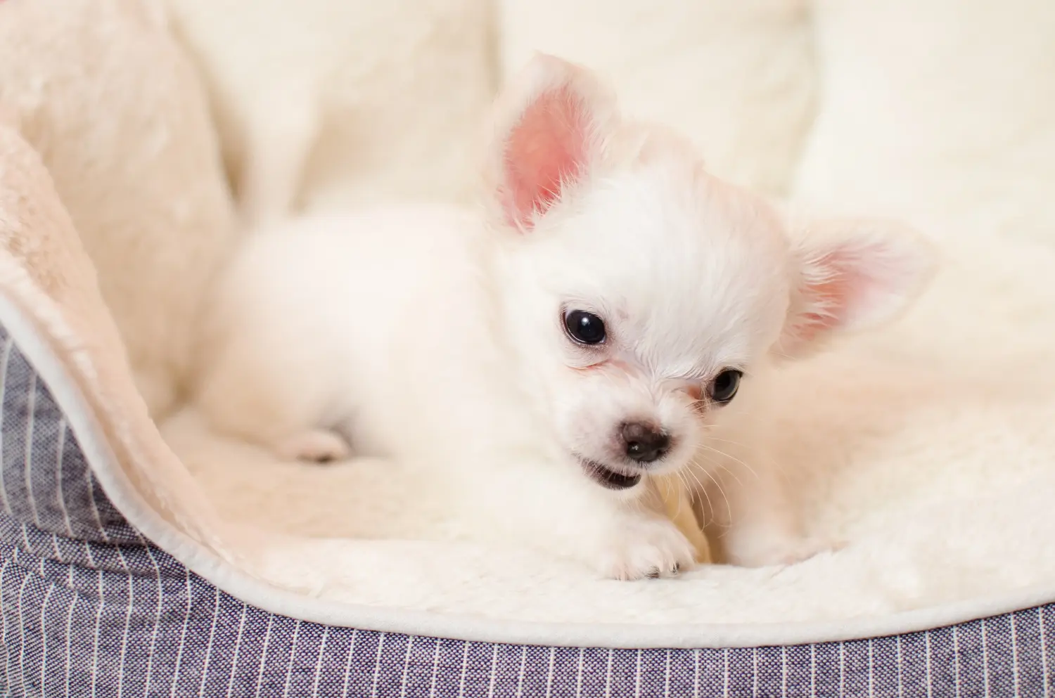 Kupno szczeniaka chihuahua oznacza wzięcie na siebie odpowiedzialności! Kup szczenięta chihuahua.
