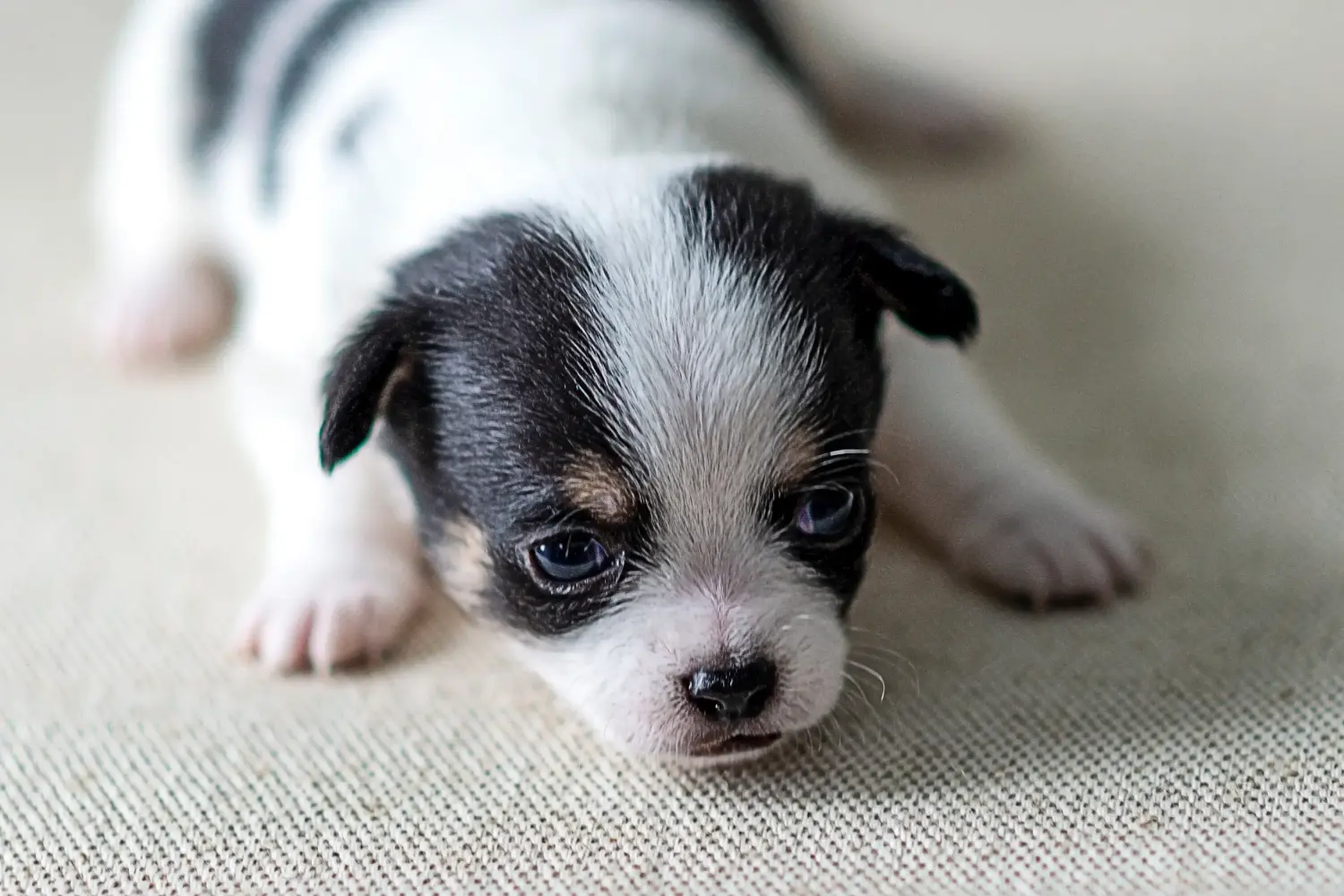 Kupno szczeniaka chihuahua oznacza wzięcie na siebie odpowiedzialności! Kup szczenięta chihuahua.