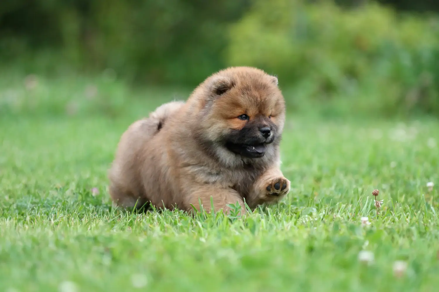 Kupno szczeniaka Chow Chow oznacza wzięcie na siebie odpowiedzialności! Kup szczenięta Chow Chow.