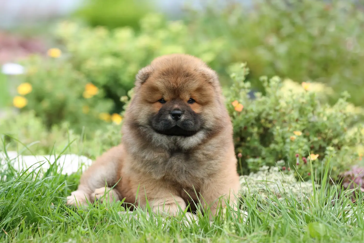 Kupno szczeniaka Chow Chow oznacza wzięcie na siebie odpowiedzialności! Kup szczenięta Chow Chow.