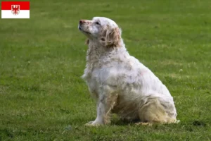 Read more about the article Hodowcy i szczenięta Clumber spaniel w Brandenburgia