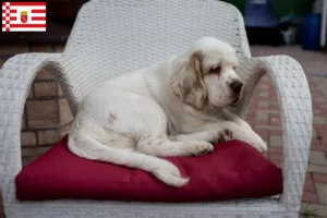 Read more about the article Hodowcy i szczenięta Clumber spaniel w Brema