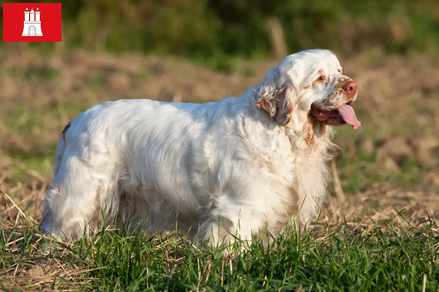 Clumber Spaniel szczenięta i hodowcy Hamburg Tutaj znajdą Państwo hodowców Clumber spanieli w Hamburg.