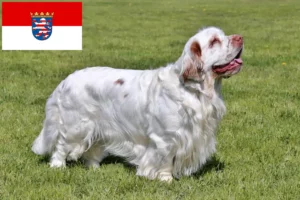 Read more about the article Hodowcy i szczenięta Clumber spaniel w Hesja