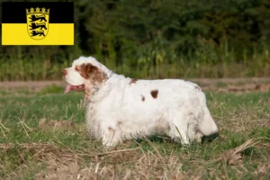 Read more about the article Hodowcy i szczenięta Clumber spaniel w Badenia-Wirtembergia