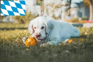 Read more about the article Hodowcy i szczenięta Clumber spaniel w Bawaria