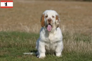 Read more about the article Clumber Spaniel hodowcy i szczenięta w Berlin