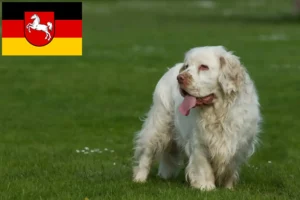 Read more about the article Hodowcy i szczenięta Clumber spaniel w Dolna Saksonia
