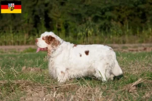 Read more about the article Hodowcy i szczenięta Clumber spaniel w Kraj Saary