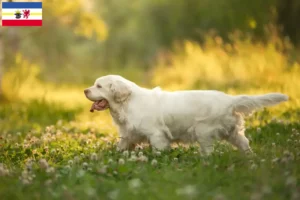 Read more about the article Hodowcy i szczenięta Clumber spaniel w Meklemburgia-Pomorze Przednie