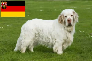 Read more about the article Hodowcy i szczenięta Clumber spaniel w Nadrenia-Palatynat
