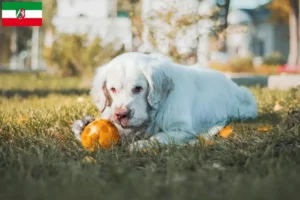 Read more about the article Hodowcy i szczenięta Clumber spaniel w Nadrenia Północna-Westfalia