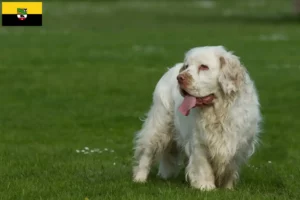Read more about the article Hodowcy i szczenięta Clumber spaniel w Saksonia-Anhalt