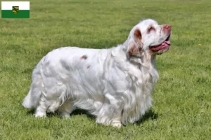 Read more about the article Hodowcy i szczenięta Clumber spaniel w Saksonia