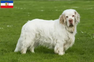 Read more about the article Hodowcy i szczenięta Clumber spaniel w Szlezwik-Holsztyn